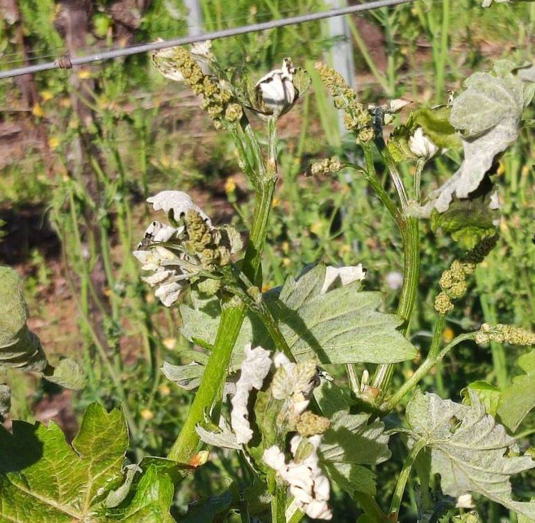 AGRICOLTURA: prime stime dei danni per il maltempo nel Trevigiano