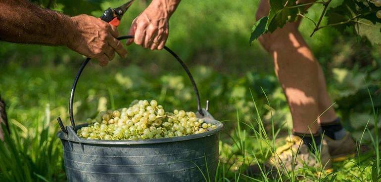 ALTA MARCA: Prosecco, la vendemmia inizia nella zona di sud est