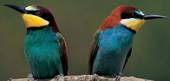 CANSIGLIO: corso sull'avifauna