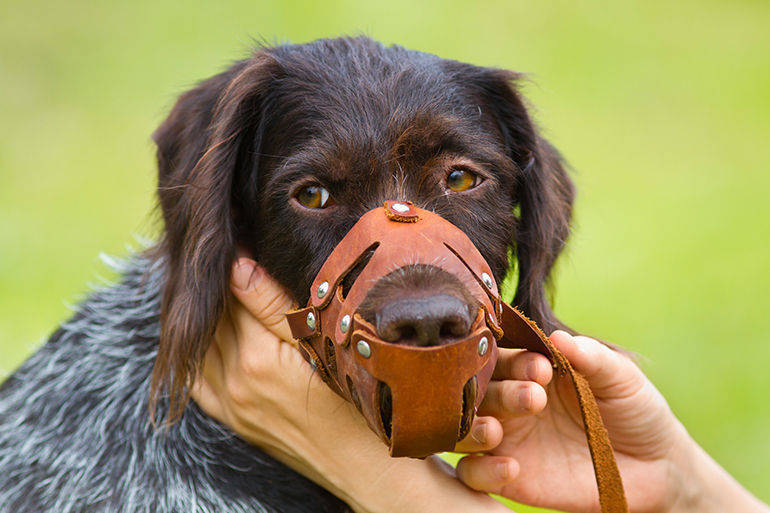 CONEGLIANO Come gestire l'aggressività dei cani