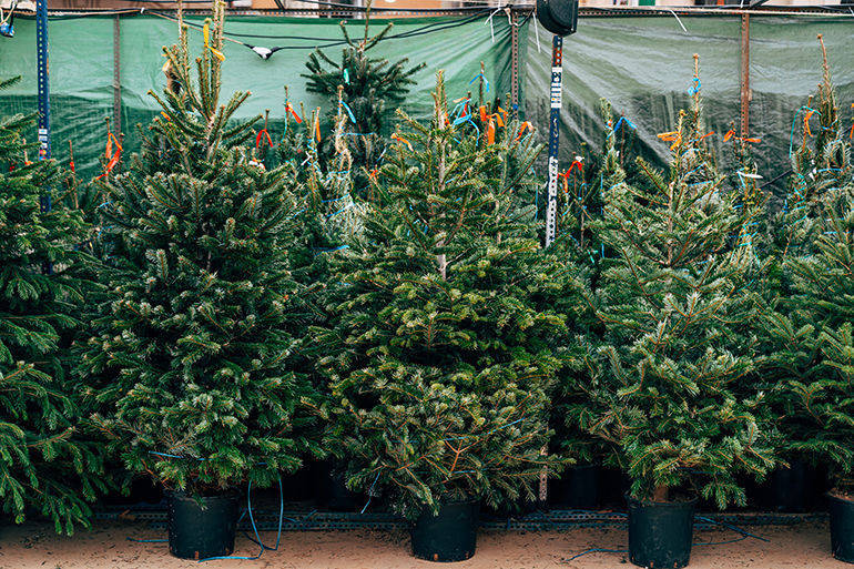 Gli alberi di Natale veri