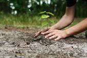 REGIONE VENETO: 200 mila euro ai Comuni per nuovi alberi