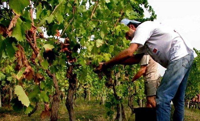 VENDEMMIA 2024: "Servono piante più resilienti per affrontare il cambiamento climatico”