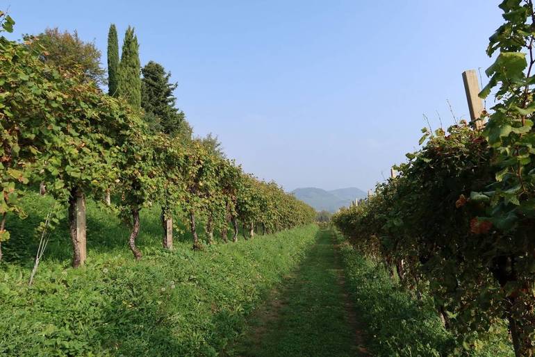 VITICOLTURA: a Valdobbiadene il convegno “Economia e sostenibilità del vino" 