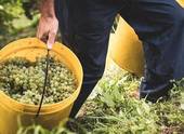 ALTAMARCA: sta per iniziare la vendemmia