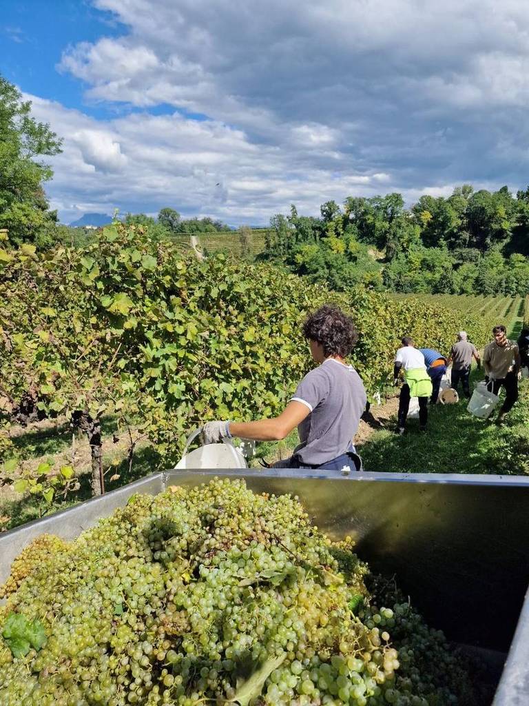 FARRA: con gli studenti torna la vendemmia dei vecchi tempi